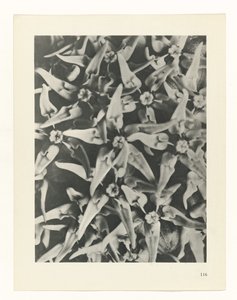Étude de plante (Urformen der Kunst)