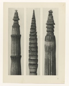 Étude de plante (Urformen der Kunst) - Karl Blossfeldt