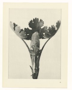 Étude de plante (Urformen der Kunst) - Karl Blossfeldt