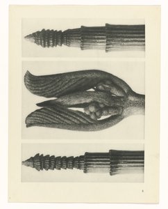 Étude de plante (Urformen der Kunst) - Karl Blossfeldt