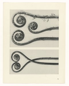 Étude de plante (Urformen der Kunst)
