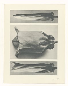 Étude de plante (Urformen der Kunst)