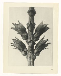 Étude de plante (série Urformen der Kunst) - Karl Blossfeldt