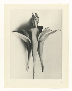 Étude de plante (série Urformen der Kunst) - Karl Blossfeldt