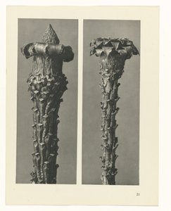 Étude de plante (série Urformen der Kunst) - Karl Blossfeldt