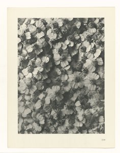 Étude de plante (série Urformen der Kunst) - Karl Blossfeldt