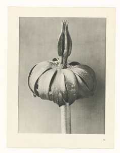 Étude de plante (série Urformen der Kunst) - Karl Blossfeldt