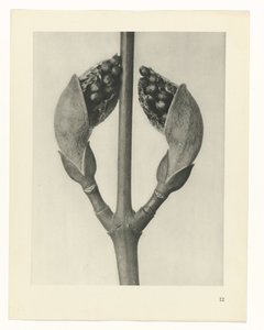 Étude de plante (série Urformen der Kunst)