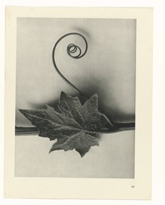 Étude de plante (série Urformen der Kunst)
