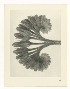 Étude de plante (série Urformen der Kunst) - Karl Blossfeldt