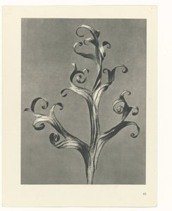 Étude de plante (série Urformen der Kunst)