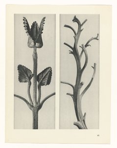 Étude de plante (série Urformen der Kunst)