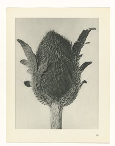 Étude de plante (série Urformen der Kunst)