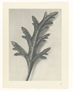 Étude de plante (série Urformen der Kunst)