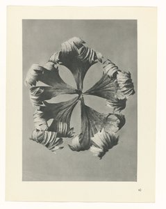 Étude de plante (série Urformen der Kunst) - Karl Blossfeldt