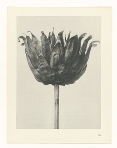 Étude de plante (série Urformen der Kunst) - Karl Blossfeldt