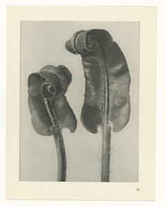Étude de plante (série Urformen der Kunst)