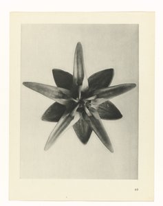 Étude de plante (Urformen der Kunst) - Karl Blossfeldt