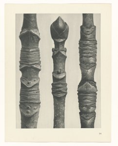 Étude de plante (Urformen der Kunst) - Karl Blossfeldt