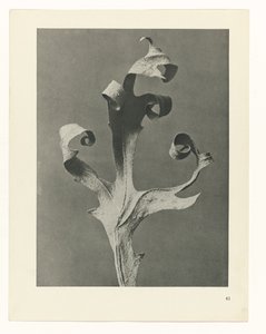 Étude de plante (Urformen der Kunst) - Karl Blossfeldt
