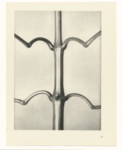 Étude de plante (Urformen der Kunst) - Karl Blossfeldt