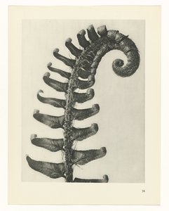 Étude de plante (Urformen der Kunst)