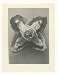 Étude de plante (Urformen der Kunst) - Karl Blossfeldt