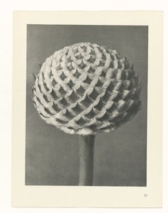 Étude de plante (Urformen der Kunst)