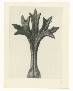 Étude de plante (Urformen der Kunst) - Karl Blossfeldt