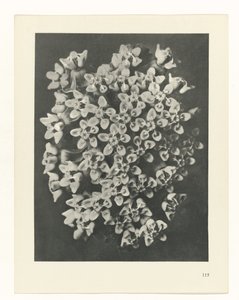 Étude de plante (Urformen der Kunst)