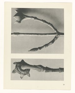 Étude de plante (Urformen der Kunst)