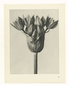 Étude de plante (Urformen der Kunst) - Karl Blossfeldt
