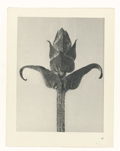 Étude de plante (Urformen der Kunst) - Karl Blossfeldt