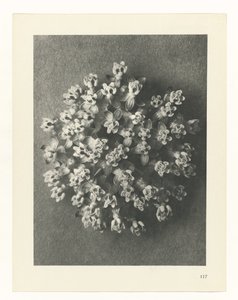 Étude de plante (Urformen der Kunst)