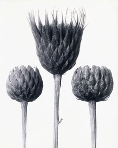 Serratula Nudicaulis (Scie commune à tige nue)