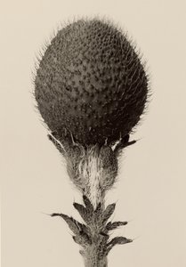 [Plante bulbeuse épineuse]
