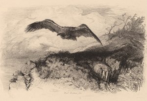 Aigle en vol