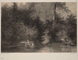 Canards - Karl Bodmer