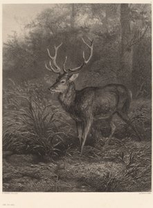Cerf dix-cors