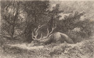 Cerf à la Reposée - Karl Bodmer