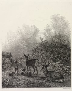 Cerf au repos