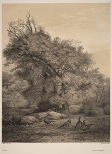 Faisans - Karl Bodmer