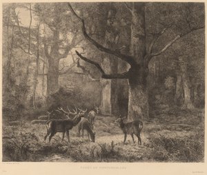 Forêt de Fontainebleau