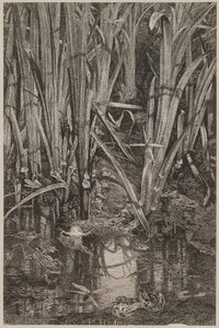 Grenouilles dans le marais - Karl Bodmer