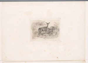 Biche dans la forêt