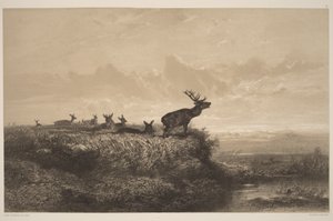 Le Matin. Cerf et Biches - Karl Bodmer