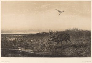 Le Soir. Cerf et hérons - Karl Bodmer