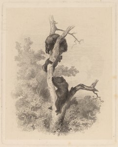 Les Ours - Karl Bodmer