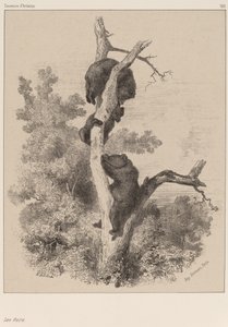 Les Ours - Karl Bodmer