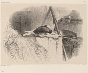 Pigeon - Karl Bodmer